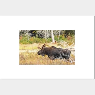 Big Bull Moose, Algonquin Park Posters and Art